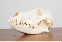 Skull III
